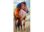Asciugamano Per Bambini Carbotex Horse Foal 30 X 50 Cm (Colorato TNLB204015)