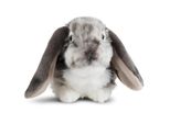 Living Nature Coniglio Giocattolo Grigio - Coniglio Lop Ear 30Cm Peluche