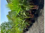 Sunny Tree - Palma - Washingtonia Robusta - Palma A Ventaglio Messicana - Multi Stelo - 140 Cm
