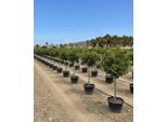 Albero Soleggiato - Tiglio Grande 150 Centimetri - Citrus Aurantifolia - Albero Da Frutto - Luoghi Soleggiati - Fruttificazione - Tiglio Di 8 Anni