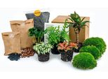 Set Da Giardino Jungle 5 Bottiglie - Terrario Per Piante Fai Da Te Con Coffea, Felce, Palma E Fittonia - Confezione Di Ricarica E Starter Kit