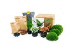 Set Da Giardino In Bottiglia Lancifolia - 5 Piante - Terrario Fai Da Te Con Bonsai, Asparagi E Altro - Confezione Di Ricarica E Kit Iniziale