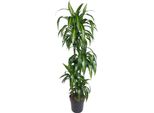 Dracaena Hawaiiana - 140 Cm - Ø24