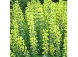6 X Fagiolo Volpe - Thermopsis Lanceolata | Vaso 9 Cm X 9 Cm