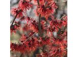 Amamelide - Hamamelis Intermedia 'Diane' | 40-60 Cm In Contenitore