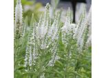 6 X Veronica - Veronica Spicata 'Alba' | Vaso 9 Cm X 9 Cm