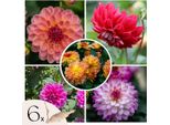 Dalia - 6 Pezzi - Dahlia 'Pacific Mix' - Bulbi Di Fiori