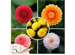 Dalia - 5 Pezzi - Dahlia 'Pompon Mix' - Bulbi Di Fiori