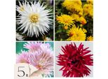 Dalia - 5 Pezzi - Dahlia 'Cactus Mix' - Bulbi Di Fiori