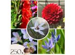 Miscela Di Gladioli - 250 Pezzi - Gladiolus, Dahlia, Freesia - Bulbi Di Fiori