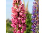Lupino - 20 Pezzi - Lupinus - Palle Di Radici