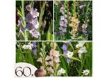 Gladiolo - 60 Pezzi - Gladiolus Pastel Mix - Bulbi Di Fiori