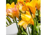 Fresia - 100 Pezzi - Freesia Mix - Bulbi Di Fiori