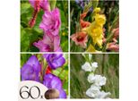Gladiolo - 60 Pezzi - Gladiolus Mix - Bulbi Di Fiori