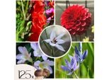 Miscela Di Gladioli - 125 Pezzi - Gladiolus, Dahlia, Freesia - Bulbi Di Fiori