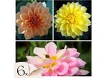 Dalia - 6 Pezzi - Dahlia 'Waterlily Mix' - Bulbi Di Fiori