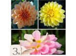 Dalia - 3 Pezzi - Dahlia 'Waterlily Mix' - Bulbi Di Fiori