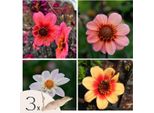Dalia - 3 Pezzi - Dahlia 'Happy Single Mix' - Bulbi Di Fiori