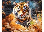 Pittura Per Numeri 40X50 Tigre