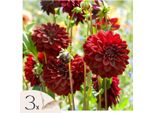 Dalia - 3 Pezzi - Dahlia 'Arabian Night' - Bulbi Di Fiori