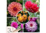 Dalia - 3 Pezzi - Dahlia 'Pacific Mix' - Bulbi Di Fiori