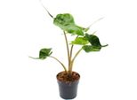 Alocasia Macrorrhiza Stingray - Alocasia - Stingray Arrowleaf - Vaso Da 11 Cm