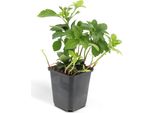 Copertura Del Terreno Verde Ombra Pachysandra Term. 'Green Carpet' Vaso 9 Cm 12 Piante