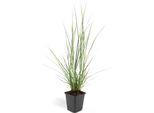 Erba Pulisci-Lampada - Pennisetum Alopecuroides 'Hameln' - Vaso Da 9 Cm - Set Di 12 Piante