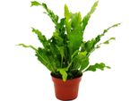 Asplenium Nidus Campio - Varietà Di Felce Speciale Per La Stanza - Felce Da Nido - Vaso Da 12 Cm - Altezza Circa 25 Cm