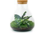Giardino Di Bottiglie "Sammie"" - Terrario Per Piante Fai Da Te - 27 Cm - Con Pianta Di Calathea"