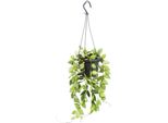 Pianta D'appartamento Da Appendere - Hoya Krohniana Eskimo - Fiore Di Porcellana - Fiore Di Cera - Cesto Appeso Da 14 Cm