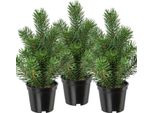 Set Di 3 Abeti Artificiali In Vaso Da 22 Cm