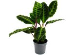 Pianta Da Ombra Con Foglie Vellutate E Grandi Segni Calathea Warscewiczii Velvet Marante Cesto Marante 14Cm Vaso Alto Circa 40-50Cm