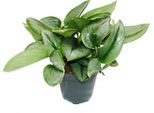 Edera Della Luna - Scindapsus Pictus 'Moonlight' - Vaso Da 12 Cm