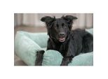 Trixie TR37261 Vital Bed Jonna Letto Ortopedico Rettangolare, Peluche A Coste, Salvia