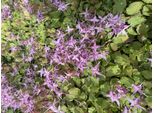 6 X Epimedium Grand. 'Lilafee' - Elfflower - Topf 9X9 Cm
