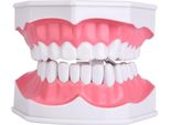 Modello Di Denti Per L'insegnamento Dentale Con Spazzolino Per Bambini Educazione Dei Denti Modello Di Spazzolamento Per L'insegnamento Dell'igiene Orale