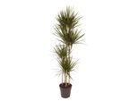 Everyplants Dracaena Marginata - 160 Cm, Ø 27 Cm