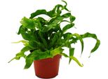 Asplenium Antiquum Hurricane Varietà Di Felci Speciali Per La Stanza Felce Da Nido Vaso Da 12 Cm Circa 25 Cm Di Altezza
