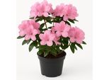 Rododendro - Fioritura Rosa - Pianta Ornamentale Sempreverde Per Giardini E Contenitori - Resistente, Facile Da Curare E Colorata - Ideale Per Luoghi Semi-Ombreggiati
