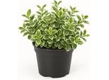Fuso Strisciante (Euonymus Fortunei 'Emerald Gaiety') - 3 Piante - Copertura Del Terreno E Arbusto Rampicante Sempreverde - Resistente, Tollerante Alla Potatura E Robusto - Fogliame Verde-Bianco, Facile Da Curare In Giardino E In Bordura