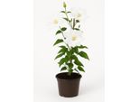 Clematis X Cultorum 'Apollonia' - Clematide A Fiore Grande Con Fiori Bianchi - Rampicante Resistente - Ideale Per Recinzioni, Pergole, Balconi E Contenitori