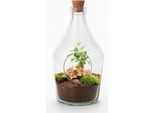 Giardino In Bottiglia Aperta "John"" 30Cm - Bonsai E Ruby Lime Fittonia - Terrario In Bottiglia Di Vetro Con Muschio - Mini Ecosistema Naturale - Set Regalo Decorativo Con Starter Kit E Piante"