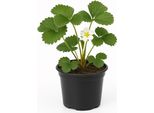 Fragola Fragaria X Ananassa 'Kimberly' - 3 Piante - Varietà A Frutto Medio-Precoce E Grande Con Sapore Dolce E Bacche Lucide - Resistente, Antimuffa E Ad Alta Resa Per Giardino E Balcone