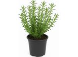 Santoreggia (Satureja Montana) - 2 Piante - Pianta Erbacea Resistente E Aromatica Per Giardino E Balcone - Ideale Per Piatti Salati E Sottaceti - Erba Mediterranea, Facile Da Curare E Amante Del Sole