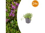 Set Di Thymus Serpyllum - 24 Piante Ø9Cm - Timo Profumato Della Sabbia - Resistente Alla Siccità In Inverno E A Bassa Crescita - Per I Vialetti Del Giardino, Le Giunture In Pietra E Le Terrazze