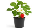 Fragola Fragaria X Ananassa 'Elvira' - 3 Piante - Varietà Precoce E Ad Alto Rendimento Con Frutti Grandi E Aromatici - 3 Piante - Resistente E Facile Da Curare Per Giardino E Balcone