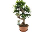 Ficus Ginseng - Fico Cinese - Pianta Da Appartamento - Ø22Cm - ↕60Cm - Ficus Bonsai Di Facile Cura Con Fusto Decorativo - Per Il Soggiorno E L'ufficio