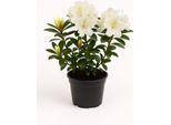Rododendro - A Fiore Bianco - Pianta Da Giardino Sempreverde Per Aiuole E Contenitori - Resistente, Facile Da Curare Ed Elegante - Ideale Per Luoghi Semi-Ombreggiati