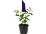 Buddleja Davidii 'Gulliver' - Lillà Estivo A Fiore Gigante / Arbusto Delle Farfalle - Fortemente Profumato E Adatto Agli Insetti - Fiori Giallo-Viola, Resistente E Facile Da Curare Per Giardini, Bordure E Siepi